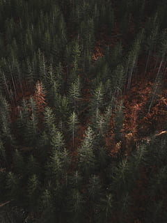 ocell, foto de vista d'ulls, verd, arbres de fulles, foto, pins, bosc, arbre, pi, naturalesa, canviant d'humor, fosc, folk, muntanya, fotografia, caminada, a l'aire lliure, aventura, imprimir, satisfactòria, ordre, taronja, bulgària, teràpia, remei, planta, creixement, tranquil·litat, bellesa a la natura, cap gent, terra, dia, fons, marc complet, color verd, escena tranquil·la, escena no urbana, primer pla, camp, escenics - natura, arbre de fulla perenne, arbre de coníferes, avet, bosc de pi, 2K, CC0, domini públic, lliure de regalies