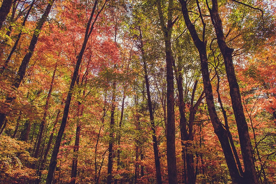 arbres, planta, naturalesa, caure, tardor, arbre, bosc, terra, bellesa a la natura, creixement, tranquil·litat, canvi, escenics - natura, color taronja, cap gent, escena tranquil·la, vista d’angle baix, dia, tronc de l'arbre, idíl·lic, escena no urbana, a l'aire lliure, copa de l'arbre, col·lecció de tardor, arbre de coníferes, 5K
