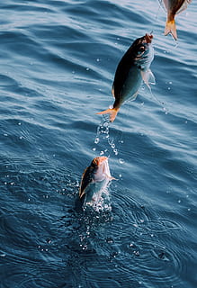 tæt på, Foto, tre, grå, fisk, fangst, krog, sø, vand, ocean, flod, hav, fiskeri, natur, sport, fisker, sommer, hobby, fritid, lystfiskeri, aktivitet, udendørs, sjovt, mennesker, ferie, ferskvand, rekreation, person, stang, hjul, lystfisker, bedrift, lempelse, mand, linje, han-, dyr, blå, udstyr, mad, himmel, frisk, lykkelig, dyre temaer, hvirveldyr, dyr i naturen, dyreliv, fugl, et dyr, ingen mennesker, dag, havnefronten, spise, fangst af fisk, 1080P, CC0, offentligt domæne, royaltyfrie