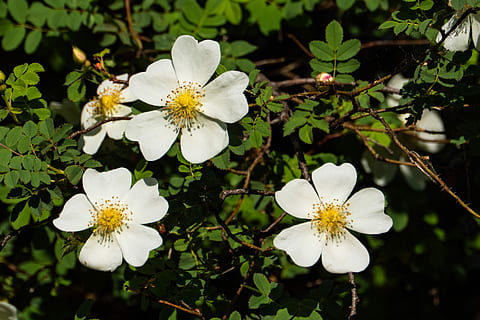 eschimese, rosa, fiore, primavera, giardino, pianta fiorita, pianta, crescita, freschezza, vulnerabilità, fragilità, bellezza nella natura, Colore bianco, petalo, infiorescenza, avvicinamento, testa di fiore, concentrarsi sulle conoscenze acquisite, natura, giorno, polline, albero, nessuno, botanica, all'aperto, fiore di ciliegio, 2K, CC0, dominio pubblico, privo di copyright