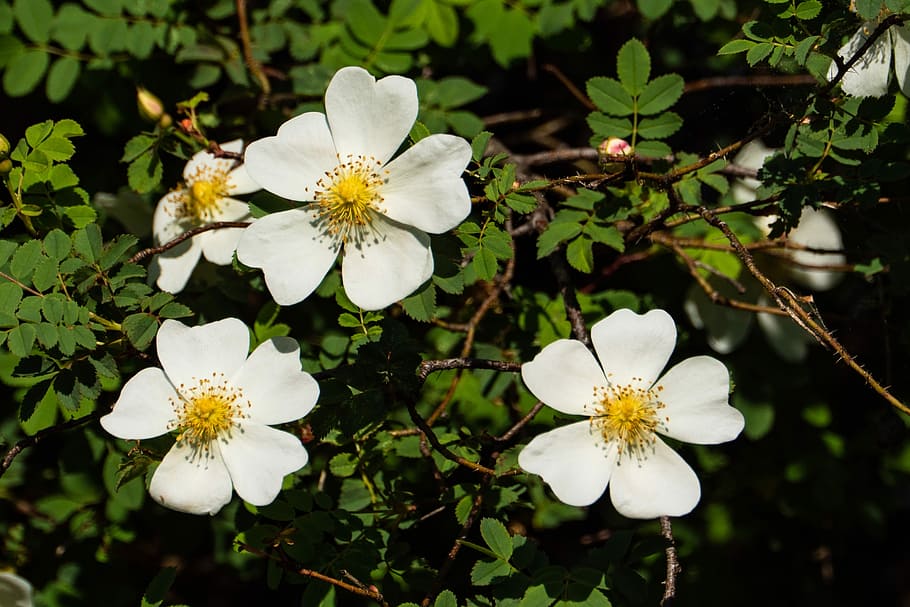 eschimese, rosa, fiore, primavera, giardino, pianta fiorita, pianta, crescita, freschezza, vulnerabilità, fragilità, bellezza nella natura, Colore bianco, petalo, infiorescenza, avvicinamento, testa di fiore, concentrarsi sulle conoscenze acquisite, natura, giorno, polline, albero, nessuno, botanica, all'aperto, fiore di ciliegio, 2K