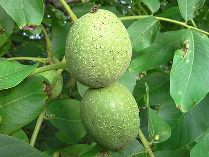 ต้นมันฮ่อ, ถั่ว, ต้นไม้, ผลไม้, juglans กัดทอง, ต้นไม้วอลนัท, ยังไม่บรรลุนิติภาวะ, การเจริญเติบโต, infructescence, พัฒนาการ, การสุก, สีเขียว, เปลือก, แขนเสื้อ, ใบวอลนัท, อาหาร, Frisch, แข็งแรง, วอลนัทจริง, ความสด, ธรรมชาติ, ใบไม้, อินทรีย์, สุก, การเกษตร, รับประทานอาหารเพื่อสุขภาพ, อาหารและเครื่องดื่ม, ส่วนของพืช, ปลูก, ใกล้ชิด, ไม่มีคน, คุณภาพชีวิต, ความงามในธรรมชาติ, วัน, กลางแจ้ง, ต้นไม้ผลไม้, ขนมขบเคี้ยว, 2K, CC0, โดเมนสาธารณะ, ค่าลิขสิทธิ์ฟรี