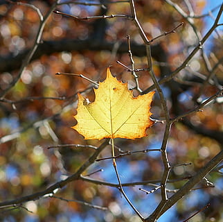 Laubfall, Blätter, Jahreszeit, Blatt, fallen, Herbstlaub, Herbst, Gelb, Natur, Ahorn, Oktober, Baum, Laub, Farbe, November, Pflanze, Veränderung, draußen, Nahansicht, Tag, Pflanzenteil, Fokus auf den Vordergrund, trocken, keine Leute, Schönheit in der Natur, Ahornblatt, Blattvene, Zerbrechlichkeit, Verletzlichkeit, natürlicher Zustand, Herbstkollektion, 4K, CC0, gemeinfrei, lizenzfrei