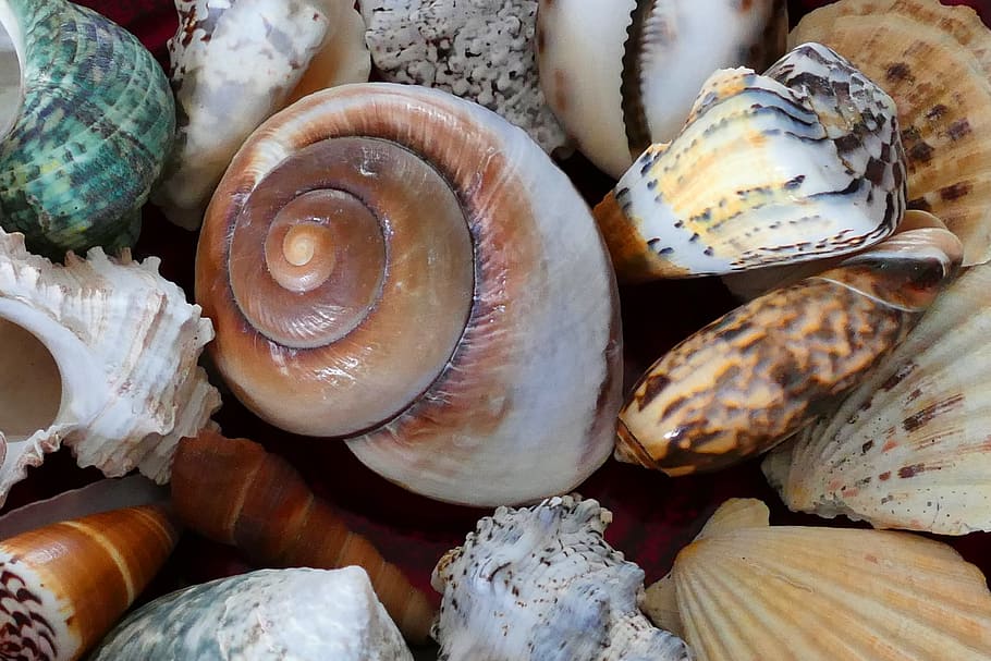 chomáč, lastura, moře, shell, oceán, pláž, mořské mušle, tropický, písek, letní, cestovat, Příroda, námořní, dekorace, Dovolená, měkkýš, vodní, voda, vlna, volně žijících živočichů, mušle, suvenýr, zlatý, pobřeží, měkkýšů, zvíře, nebe, spirála, biologie, přírodní, pobřežní čára, jídlo, svěžest, jídlo a pití, blahobyt, nikdo, stálý život, Zdravé stravování, detail, celý rám, pozadí, na prodej, zeleniny, vysoký úhel pohledu, zvířecí shell, maloobchodní, velká skupina objektů, syrové potraviny, den, trh, 5K