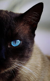 avvicinamento, fotografia, gatto siamese, gatto, siamese, blu, occhio, animali domestici, orecchio, festa, domestico, temi animali, un animale, gatto domestico, mammifero, animale, felino, vertebrato, baffo, parte del corpo animale, testa di animale, nessuno, occhi blu, in casa, ritratto, occhio animale, naso animale, 4K, CC0, dominio pubblico, privo di copyright