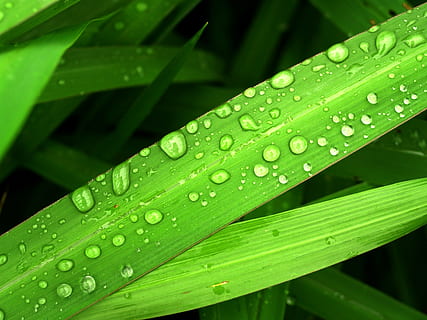 eau, gouttes, feuille, herbe, vert, rosée, pluie, fermer, la vie, macro, plante, goutte de pluie, été, fraîcheur, isolé, humide, Prairie, condensation, gouttelette, liquide, brillant, cercle, Matin, goutte de rosée, petit, ornemental, flore, sphère, en bonne santé, climat, réflexion, croissance, Météo, en plein air, harmonie, la nature, environnement, bulle, pureté, laissez tomber, couleur verte, arrière-plans, partie de la plante, beauté dans la nature, personne, brin d'herbe, journée, fragilité, vulnérabilité, se concentrer sur le premier plan, Saison des pluies, 2K, CC0, domaine public, libre de droits
