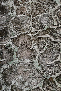 Textur, Wand, alt, Rau, Wandbeschaffenheit, beschädigt, Beton, abstrakt, bewirken, Zement, Hintergründe, Vollbild, Muster, texturiert, keine Leute, Nahansicht, Baum, Baumstamm, natürliches Muster, Tag, Kofferraum, draußen, gebaute Struktur, die Architektur, Holz - Material, Pflanze, Natur, Wachstum, Struktureffekt, 2K, CC0, gemeinfrei, lizenzfrei