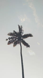 albero di cocco, grigio, cielo, palma verde, albero, nube, foschia, blu, Palma, fogliame, solo, assolo, minimo, fronda, Paradiso, californio, cali, clima tropicale, pianta, Inquadratura dal basso, alto - alto, natura, crescita, tronco d'albero, tronco, nessuno, bellezza nella natura, la tranquillità, nuvola - cielo, palma da cocco, all'aperto, giorno, albero tropicale, scena tranquilla, foglia di palma, 4K, CC0, dominio pubblico, privo di copyright