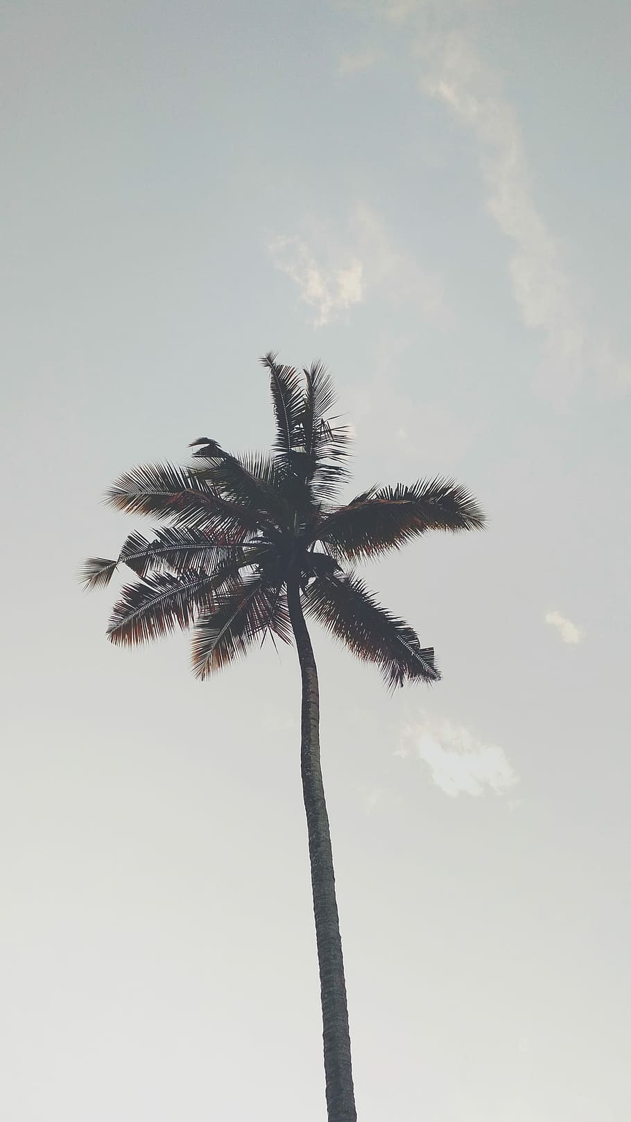 albero di cocco, grigio, cielo, palma verde, albero, nube, foschia, blu, Palma, fogliame, solo, assolo, minimo, fronda, Paradiso, californio, cali, clima tropicale, pianta, Inquadratura dal basso, alto - alto, natura, crescita, tronco d'albero, tronco, nessuno, bellezza nella natura, la tranquillità, nuvola - cielo, palma da cocco, all'aperto, giorno, albero tropicale, scena tranquilla, foglia di palma, 4K