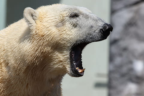 frio, neve, inverno, animal, Urso, grande, borrão, entediado, fechar-se, fofa, perigo, perigoso, orelha, olho, gelado, pele, pesado, ampla, olhando, mamífero, boca, ao ar livre, retrato, predador, dentes, branco, selvagem, animal selvagem, animais selvagens, bocejar, jardim zoológico, um animal, temas animais, boca aberta, focar em primeiro plano, parte do corpo animal, animais em estado selvagem, vertebrado, ninguém, vista lateral, bocejando, cabeça de animal, Bravo, dia, agressão, Vista de perfil, dentes de animais, rosnando, boca de animal, 5K, CC0, domínio público, royalty free
