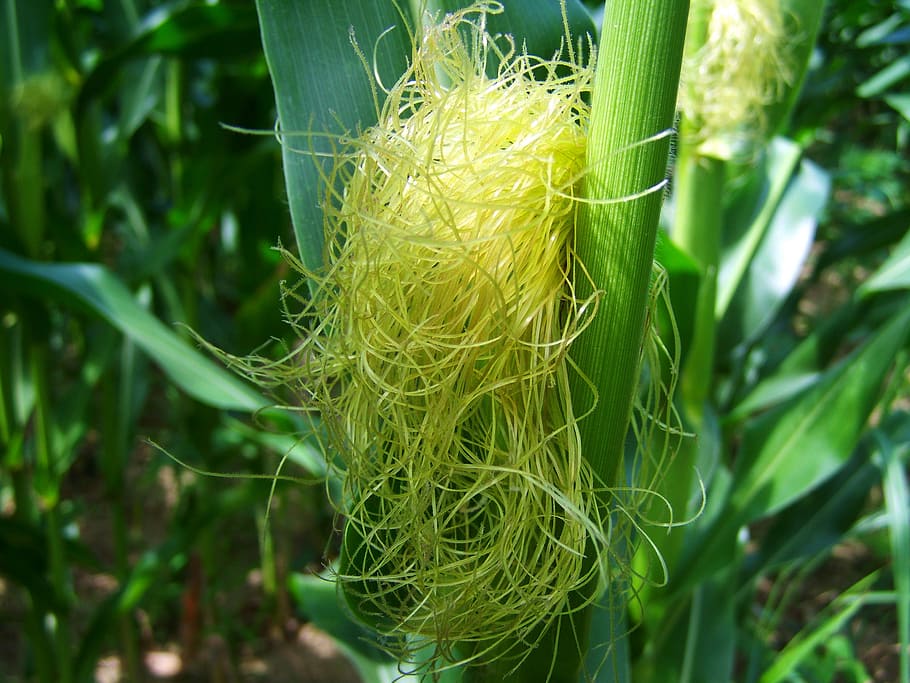 Mais, Maisrohr, Maishaar, Pflanze, grüne Farbe, Wachstum, Nahansicht, Natur, Schönheit in der Natur, keine Leute, Tag, Fokus auf den Vordergrund, Landwirtschaft, Land, Frische, Feld, Getreidepflanze, draußen, Ernte, Gemüse, selektiver Fokus, Pflanzenstamm, Bauernhof, 2K