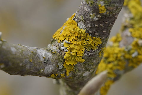 Ast, Flechte, Baum, Winter, flechten, Natur, Makro, Stamm, Borke, Gelb, Moos, Baumstamm, Pflanze, Kofferraum, Nahansicht, Wachstum, texturiert, draußen, keine Leute, Tag, selektiver Fokus, Pflanzenrinde, Fokus auf den Vordergrund, Pilz, Schönheit in der Natur, 5K, CC0, gemeinfrei, lizenzfrei