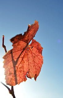 snurra, insekt, trädgård, natur, trädgårdspindel, insekter, utomhus-, druvblad, höst, solljus, himmel, druva, Byta, växtdel, blad, närbild, klar himmel, dag, bladvenen, växt, inget folk, blå, skönhet i naturen, fokusera på förgrunden, torr, utomhus, sårbarhet, bräcklighet, orange färg, lönnlöv, naturligt tillstånd, löv, falla, 5K, CC0, offentligt domän, royaltyfria