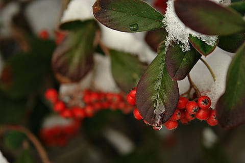 sne, is, træer, kold, vinter, natur, landskab, hvid, frost, nevada, snedækket landskab, sindsro, snevejr, rød, blad, bærfrugt, plante, afdeling, frugt, tæt på, plante del, vækst, mad og drikke, mad, skønhed i naturen, sund kost, ingen mennesker, friskhed, træ, dag, fokus på forgrunden, grøn farve, udendørs, moden, 1080P, CC0, offentligt domæne, royaltyfrie