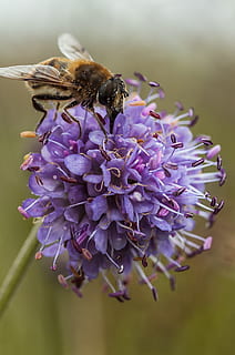 pölytys, violetti, hyönteinen, makro, värikäs, pollinating, luonto, kukka, mesi, kesä, siitepöly, kukinta, väri-, villieläimet, luonnollinen, kärsä, siivet, katse, karvat, yksityiskohta, kasvi, selkärangaton, hauraus, kauneus luonnossa, eläimiä, alttius, eläinten teemoja, eläinten villieläimet, terälehti, yksi eläin, eläin, tuoreus, kukka pää, lähikuva, mehiläinen, kasvu, ei ihmisiä, Kimalaiset, 2K, CC0, public domain, rojaltivapaa