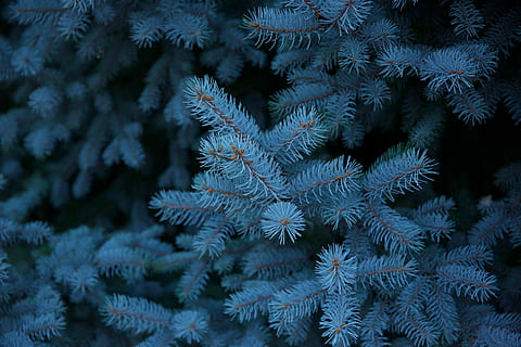 verd, pi, ple, neu, foto de primer pla, pins, arbre, naturalesa, textura, primer pla, macro, branca, planta, bosc, fayetteville, Estats Units, temperatura de fred, hivern, floc de neu, cap gent, congelat, gel, fons, arbre de coníferes, celebració, creixement, bellesa a la natura, marc complet, resum, aigua congelada, 5K, CC0, domini públic, lliure de regalies