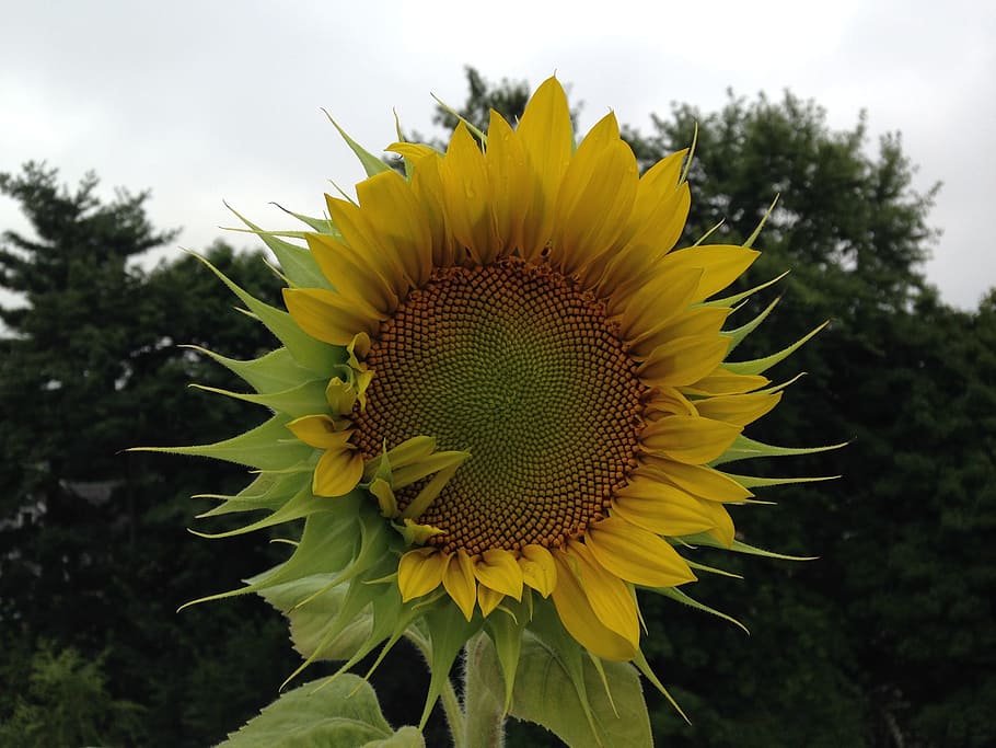 gira-sol, tímid, visita, planta, flor, groc, creixement, planta amb flors, bellesa a la natura, frescor, cap de flor, fragilitat, vulnerabilitat, inflorescència, pètal, naturalesa, primer pla, pol·len, centrar-se en primer pla, cel, cap gent, dia, a l'aire lliure, sepal, 2K