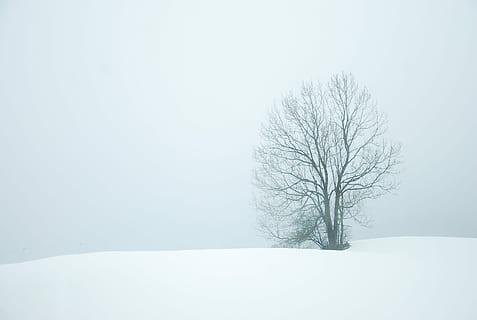kahl, Baum, Mitte, Schneefeld, umgeben, Schnee, tagsüber, Winter, Weiß, kalt, Jahreszeit, Himmel, Landschaft, gefroren, Arktis, Montreal, Schneesturm, grau, minimal, kalte Temperatur, kahler Baum, Schönheit in der Natur, Pflanze, Umgebung, Ast, weiße Farbe, Ruhe, Szenen - Natur, Land, ruhige Szene, Natur, Feld, Nicht-städtische Szene, keine Leute, extremes Wetter, schneit, isoliert, 2K, CC0, gemeinfrei, lizenzfrei