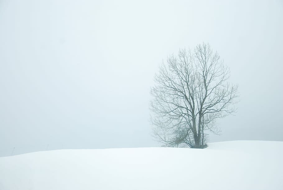 kahl, Baum, Mitte, Schneefeld, umgeben, Schnee, tagsüber, Winter, Weiß, kalt, Jahreszeit, Himmel, Landschaft, gefroren, Arktis, Montreal, Schneesturm, grau, minimal, kalte Temperatur, kahler Baum, Schönheit in der Natur, Pflanze, Umgebung, Ast, weiße Farbe, Ruhe, Szenen - Natur, Land, ruhige Szene, Natur, Feld, Nicht-städtische Szene, keine Leute, extremes Wetter, schneit, isoliert, 2K