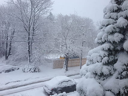 træ, vinter, sne, kold, kold temperatur, natur, sner, plante, Frosset, ingen mennesker, dag, arkitektur, skønhed i naturen, hvid farve, ro, miljø, rolig scene, udendørs, bygget struktur, jord, ekstremt vejr, snestorm, 2K, CC0, offentligt domæne, royaltyfrie