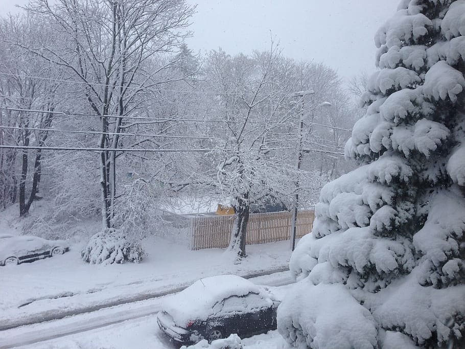 træ, vinter, sne, kold, kold temperatur, natur, sner, plante, Frosset, ingen mennesker, dag, arkitektur, skønhed i naturen, hvid farve, ro, miljø, rolig scene, udendørs, bygget struktur, jord, ekstremt vejr, snestorm, 2K