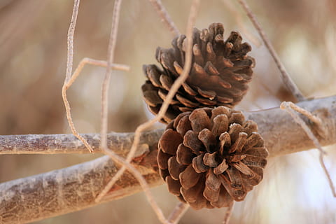pinecone, haara, luonto, mänty, oksa, kukka, kasvi, lähikuva, hauraus, päivä, ei ihmisiä, kasvu, kukka pää, kauneus luonnossa, männynkäpy, keskittyä etualalle, ruskea, valikoiva tarkennus, kuiva, kuivattu kasvi, ulkona, tuoreus, puu, ruoka ja juoma, alttius, kuollut kasvi, havupuu, luonnollinen tila, 5K, CC0, public domain, rojaltivapaa