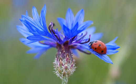 selettivo, foto di messa a fuoco, coccinella, blu, fiore, fiordaliso, siebenpunkt, rosso, fiorire, fioritura, fiori, sbocciato, scarafaggio, pianta fiorita, fragilità, vulnerabilità, freschezza, pianta, petalo, bellezza nella natura, avvicinamento, testa di fiore, crescita, insetto, invertebrato, animali allo stato selvatico, fauna selvatica, infiorescenza, animale, temi animali, un animale, viola, nessuno, impollinazione, polline, farfalla - insetto, 4K, CC0, dominio pubblico, privo di copyright