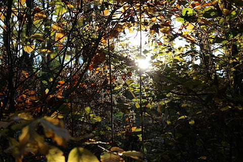 Skov, natur, sol, træ, landskab, humør, blade, log, dag, udendørs, sollys, blad, plante, skønhed i naturen, efterår, vækst, ro, ingen mennesker, plante del, lave om, afdeling, himmel, jord, solstråle, linseflare, streaming, lyse, 5K, CC0, offentligt domæne, royaltyfrie