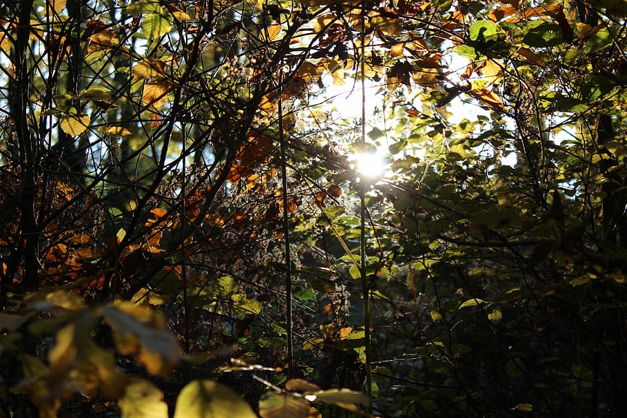 Skov, natur, sol, træ, landskab, humør, blade, log, dag, udendørs, sollys, blad, plante, skønhed i naturen, efterår, vækst, ro, ingen mennesker, plante del, lave om, afdeling, himmel, jord, solstråle, linseflare, streaming, lyse, 5K