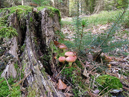 maro, ciuperci, trunchi de copac, natură, pădure, Strunk, rădăcină, arbore copac, brad verde, frunze, mușchi, vechi, grup de ciuperci, grup, toamnă, plantă, teren, copac, creştere, ciuperca, ciupercă, vegetal, nici o persoana, zi, liniște, alimente, frumusețe în natură, Culoarea verde, camp, vedere în unghi mare, trompă, în aer liber, latra, 4K, CC0, domeniu public, fără drepturi de autor