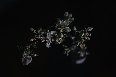 rozenplant, bloem, bloeien, bloemblad, natuur, fabriek, donker, detailopname, studio opname, zwarte achtergrond, bloeiende plant, binnenshuis, geen mensen, versheid, schoonheid in de natuur, breekbaarheid, kwetsbaarheid, eten en drinken, plantkunde, groei, groente, bloeiwijze, bloemhoofd, voedsel, luxe, 5K, CC0, publiek domein, royaltyvrij