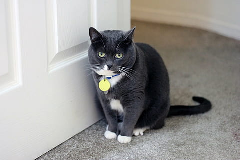 gatto, grigio, carina, animale domestico, animale, domestico, pigro, gattino, bianca, sovrappeso, tuxedo cat, porta, portone, animali domestici, gatto domestico, felino, mammifero, un animale, vertebrato, colore nero, seduta, guardando la fotocamera, ritratto, nessuno, baffo, in casa, pavimentazione, occhi gialli, occhio animale, bocca aperta, 1080P, CC0, dominio pubblico, privo di copyright