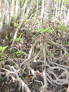 manglar, arbre, arrel, Costa, naturalesa, a l'aire lliure, bosc, planta, creixement, terra, tronc de l'arbre, dia, cap gent, part de la planta, tronc, tranquil·litat, bellesa a la natura, camp, llum solar, full, primer pla, 1080P, CC0, domini públic, lliure de regalies