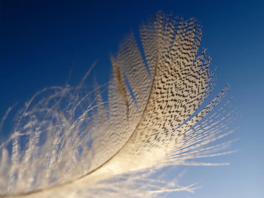 micro, fotografie, bruin, veer, licht, lichtgewicht, hemel, gevederte, naar beneden, blauw, natuur, geen mensen, heldere lucht, selectieve aandacht, detailopname, zachtheid, dag, buitenshuis, mid-air, vliegend, studio opname, beweging, winter, fabriek, schoonheid in de natuur, zonlicht, digitale composiet, blauwe achtergrond, 4K