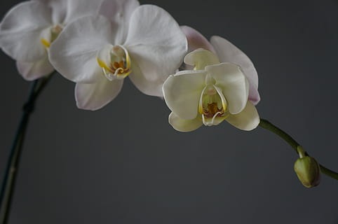 orkideer, kopper, hvid, blomst, blomstrende plante, plante, kronblad, skønhed i naturen, skrøbelighed, blomsterstand, blomsterhoved, friskhed, sårbarhed, tæt på, vækst, hvid farve, studio skud, natur, sort baggrund, orkidé, ingen mennesker, indendørs, forår, pollen, renhed, 4K, CC0, offentligt domæne, royaltyfrie