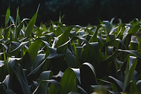 grøn bladplante, grønne blade, majsblad, kornmark, plante, blad, afgrøde, mai, udendørs, Mark, majs, natur, græs, vækst, grøn farve, plante del, skønhed i naturen, ingen mennesker, tæt på, jord, landbrug, friskhed, dag, ro, majs - afgrøde, landlige scene, baggrunde, 5K, CC0, offentligt domæne, royaltyfrie