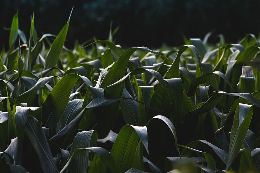 grøn bladplante, grønne blade, majsblad, kornmark, plante, blad, afgrøde, mai, udendørs, Mark, majs, natur, græs, vækst, grøn farve, plante del, skønhed i naturen, ingen mennesker, tæt på, jord, landbrug, friskhed, dag, ro, majs - afgrøde, landlige scene, baggrunde, 5K