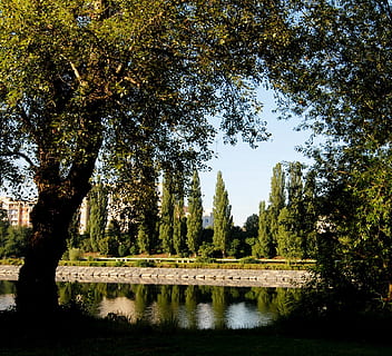river, trees, reflection, dam, tree, plant, water, growth, nature, beauty in nature, green color, tranquility, sky, no people, day, lake, scenics - nature, tranquil scene, waterfront, built structure, park, outdoors, 1080P, CC0, public domain, royalty free