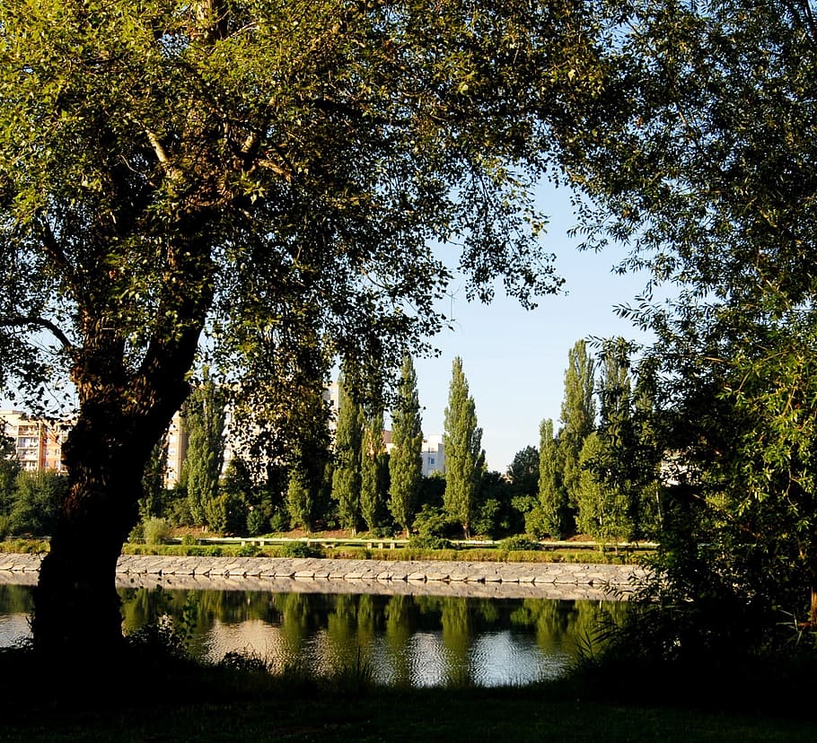 fiume, alberi, riflessione, diga, albero, pianta, acqua, crescita, natura, bellezza nella natura, colore verde, la tranquillità, cielo, nessuno, giorno, lago, scenics - natura, scena tranquilla, lungomare, struttura costruita, parco, all'aperto, 1080P