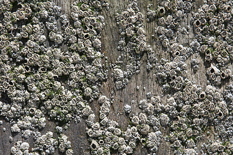 Wasser-, Hintergrund, Seepocken, Nahansicht, copyspace, Kreaturen, Krebs, Leben, Marine, Rock, Meer, Muschel, Muscheln, urchins, Pflanze, Hintergründe, Vollbild, Wachstum, keine Leute, Natur, Tag, Schönheit in der Natur, texturiert, Land, draußen, Ruhe, Baum, High Angle View, Blume, Muster, Feld, blühende Pflanze, Zerbrechlichkeit, Flechte, 2K, CC0, gemeinfrei, lizenzfrei