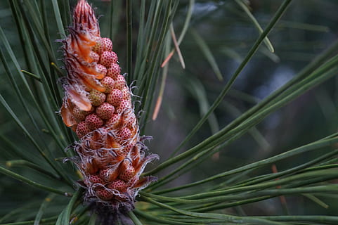 tall, träd, groddar, tillväxt, närbild, växt, fokusera på förgrunden, natur, skönhet i naturen, inget folk, grön färg, dag, friskhet, röd, utomhus, blad, växtdel, blomma, mat och dryck, blommande växt, lugn, botanik, barrträd, 5K, CC0, offentligt domän, royaltyfria