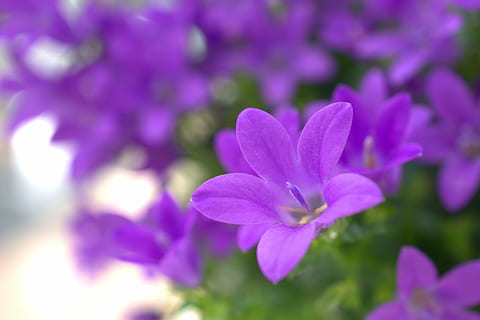 porpra, browallia flowers macro photography, primavera, flor, jardí, naturalesa, planta, estiu, pètal, flors, floral, tancar, creixement, color, temporada, brillant, botànic, farbenpracht, botànica, florir, planta amb flors, frescor, bellesa a la natura, primer pla, color rosa, vulnerabilitat, fragilitat, cap gent, cap de flor, inflorescència, enfocament selectiu, a l'aire lliure, centrar-se en primer pla, part de la planta, 4K, CC0, domini públic, lliure de regalies
