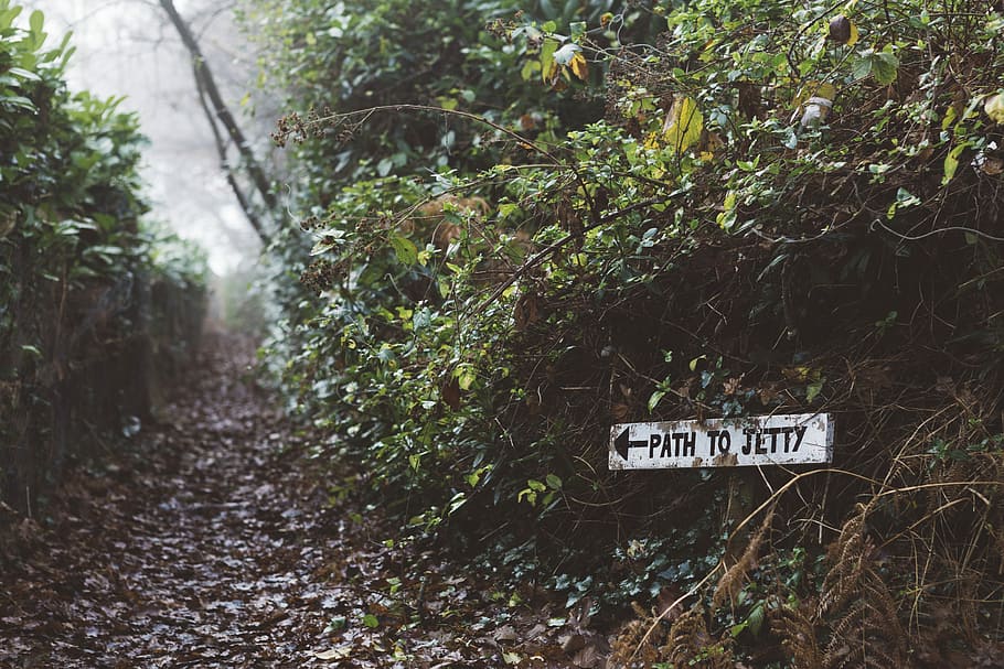 cesta, jerry signage, zelená, listové rostliny, silnice, molo značení, strom, listy, cesta k molu, mlha, podepsat, venkovský, nálada, náladový, mlhavé, dřevo, les, text, sdělení, západní skript, rostlina, informace, Příroda, den, růst, informační značka, nikdo, přistát, kufr, kmen stromu, venku, směr, velké písmeno, vedení, zpráva, 5K