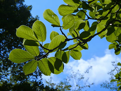hemel, wolk, wind, berg-, plateau, natuurlijk, hout, bossen, tak, ader, groen, blad, hemelsblauw, Tomei snelweg, weg, ayuzawa-parkeerplaats, zomer, Japan, deel van de plant, fabriek, groei, groene kleur, schoonheid in de natuur, natuur, lage hoekweergave, boom, dag, versheid, geen mensen, detailopname, focus op de voorgrond, buitenshuis, kalmte, zonlicht, bladeren, 4K, CC0, publiek domein, royaltyvrij