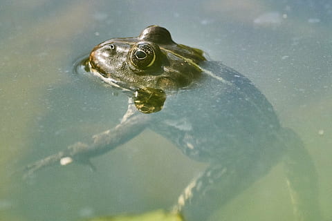 Frosch, Teich, Grün, Kröte, Wasser, Seerose, der sumpffrosch, Wassertier, grüner Frosch, hoch, König, Amphibie, Tier, süß, Frosch Teich, Wasserfrosch, Natur, Wasser Kreatur, Frösche, schließen, ein Tier, Tierthemen, Tierwelt, Tiere in freier Wildbahn, Nahansicht, Wirbeltier, Reptil, Tierkörperteil, Meer, Schwimmen, keine Leute, unter wasser, Tag, Tierkopf, Schildkröte, Tierauge, Marine, 4K, CC0, gemeinfrei, lizenzfrei