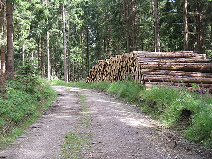 Bos, trunks, weg, boom, fabriek, logboek, land-, hout, ontbossing, stack, hout - materiaal, de weg vooruit, natuur, brandhout, richting, houtindustrie, dag, vervoer, geen mensen, zandweg, buitenshuis, bos-, 2K, CC0, publiek domein, royaltyvrij