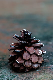 pinecone, pudota, luonto, männynkäpy, keskittyä etualalle, lähikuva, ei ihmisiä, päivä, valikoiva tarkennus, pino, vankka, maa, puu - materiaali, ulkona, asetelma, rock, rock - esine, kuvio, ruoka, kasvi, ala, kuvioitu, havupuu, 2K, CC0, public domain, rojaltivapaa