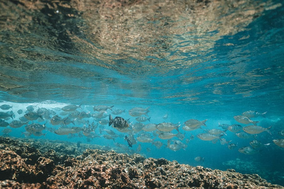 Fischschwarm, Schule, grau, Fisch, Schwimmen, Koralle, Meer, Natur, Wasser, Blau, Strand, Sommer-, szenen, Landschaft, Schönheit in der Natur, unter wasser, keine Leute, Urlaube, Welle, seelandschaft, Insel, ruhige Szene, draußen, Küste, tropisches Klima, türkisfarben, Tag, Ruhe, Leben im Meer, unterseeisch, Tiere in freier Wildbahn, Tierwelt, Tier, Marine, Tierthemen, Wirbeltier, wirbellos, Gruppe von Tieren, solide, Ökosystem, schnorcheln, 5K
