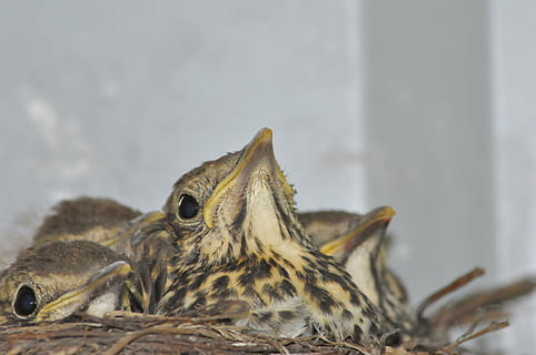 young, birds, socket, thrush, animal, wildlife, nature, bird, close-up, animal themes, one animal, animals in the wild, animal wildlife, vertebrate, no people, animal body part, focus on foreground, day, animal head, bird of prey, outdoors, portrait, survival, animal eye, profile view, 4K, CC0, public domain, royalty free
