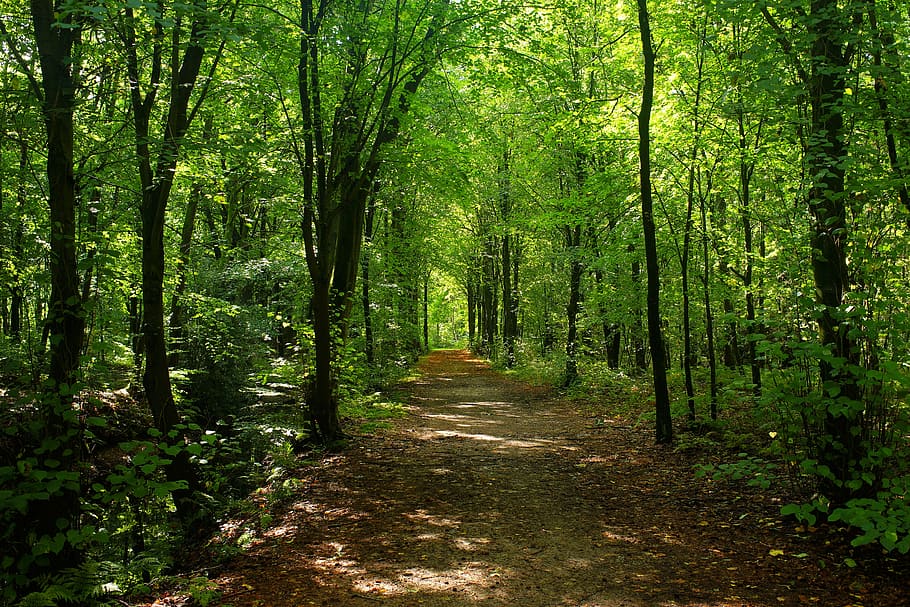 Weg, Grün, Laubbaum, Wald, Bäume, Waldweg, Beleuchtung, Sonnenlicht, Landschaft, Herbst, Geäst, Umgebung, Pflanze, Blätter, Stimmung, Schatten, mystisch, romantisch, einsam, Spätsommer, Baum, Land, Richtung, der Weg nach vorn, Schönheit in der Natur, Wachstum, Ruhe, Fußweg, grüne Farbe, Natur, keine Leute, üppiges Laub, Laub, Szenen - Natur, Tag, Nicht-städtische Szene, ruhige Szene, draußen, abnehmende Perspektive, Bambuspflanze, von Bäumen gesäumt, Baumkrone, 5K
